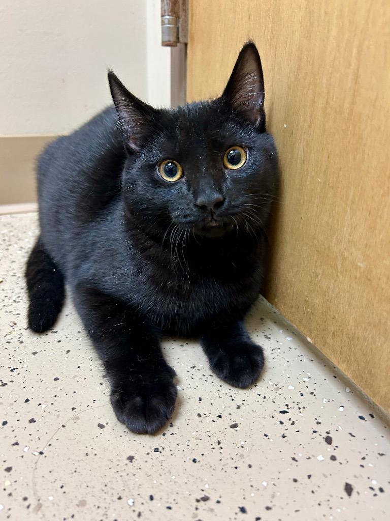 Enlarge Lodar, a Adoptable mixed breed in West Union, OH image 4/4