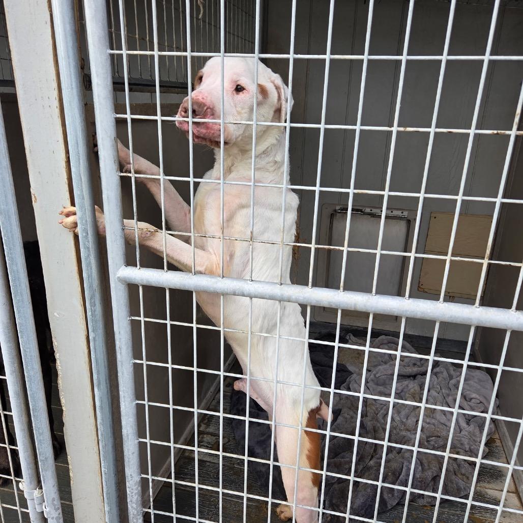 Rock, a Adoptable Mixed Breed in Fort Bragg, CA image 3/6