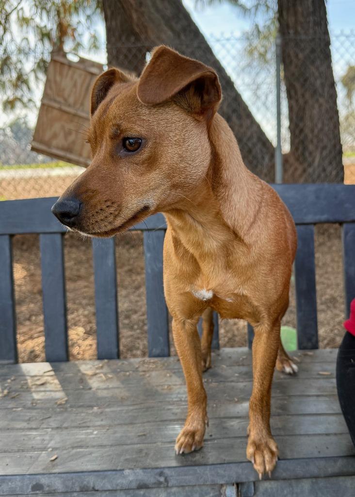 Enlarge Ringo, a Adoptable mixed breed in Lemoore, CA image 1/4