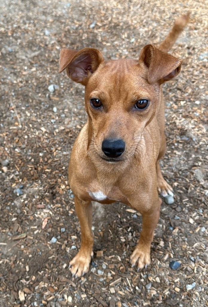 Enlarge Ringo, a Adoptable mixed breed in Lemoore, CA image 2/5
