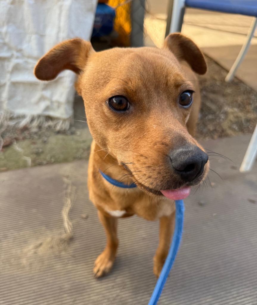 Enlarge Ringo, a Adoptable mixed breed in Lemoore, CA image 2/4