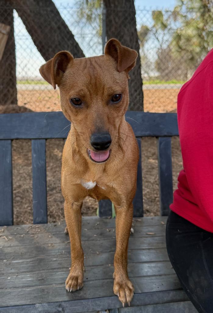 Enlarge Ringo, a Adoptable mixed breed in Lemoore, CA image 3/3