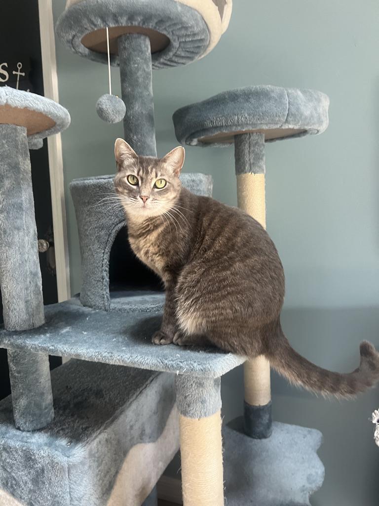 Enlarge LaRue, a Adopted mixed breed in Orlando, FL image 3/5