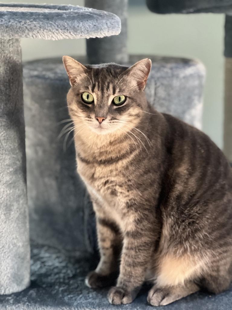 Enlarge LaRue, a Adopted mixed breed in Orlando, FL image 4/5