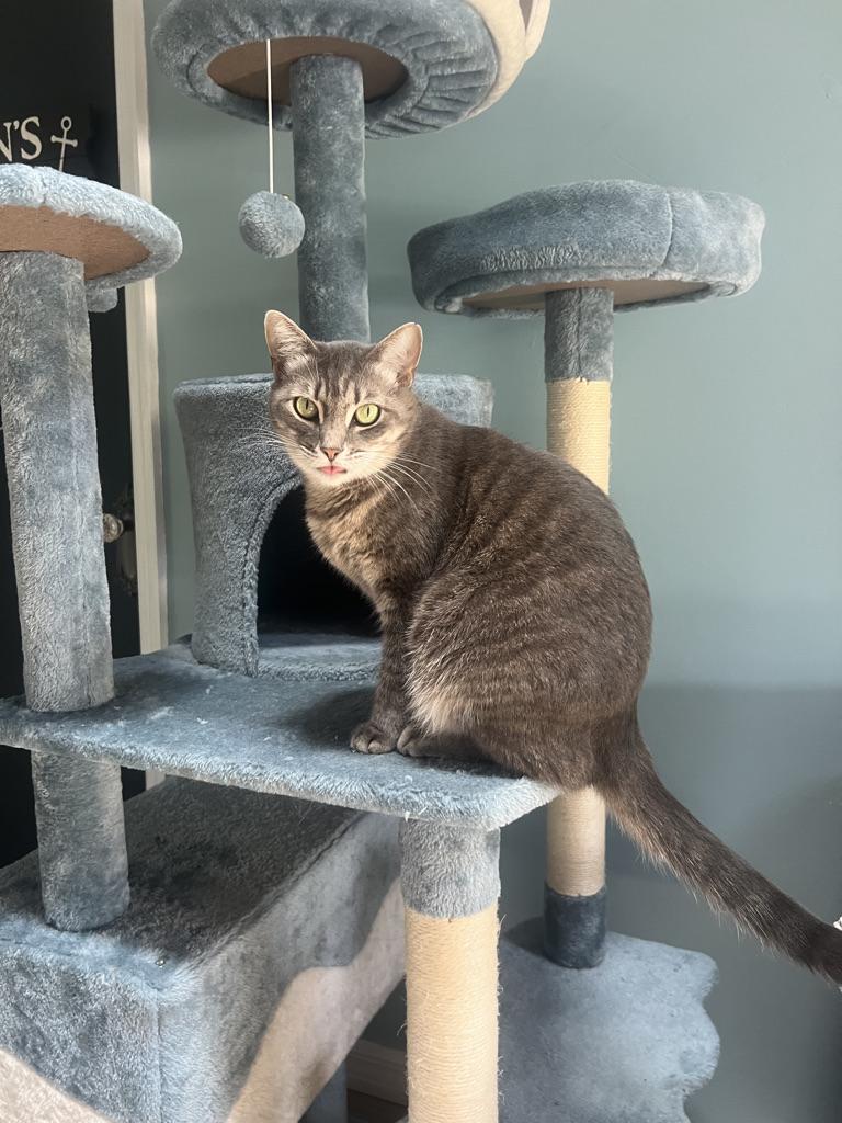 Enlarge LaRue, a Adopted mixed breed in Orlando, FL image 2/5