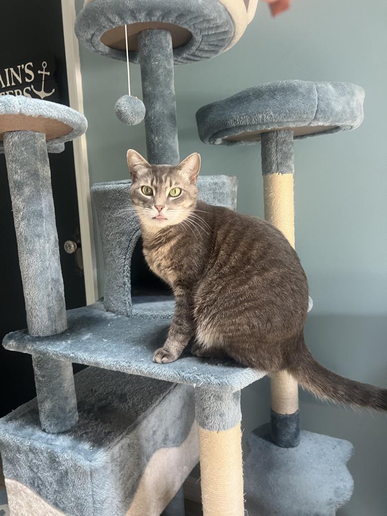 Enlarge LaRue, a Adopted mixed breed in Orlando, FL image 5/5