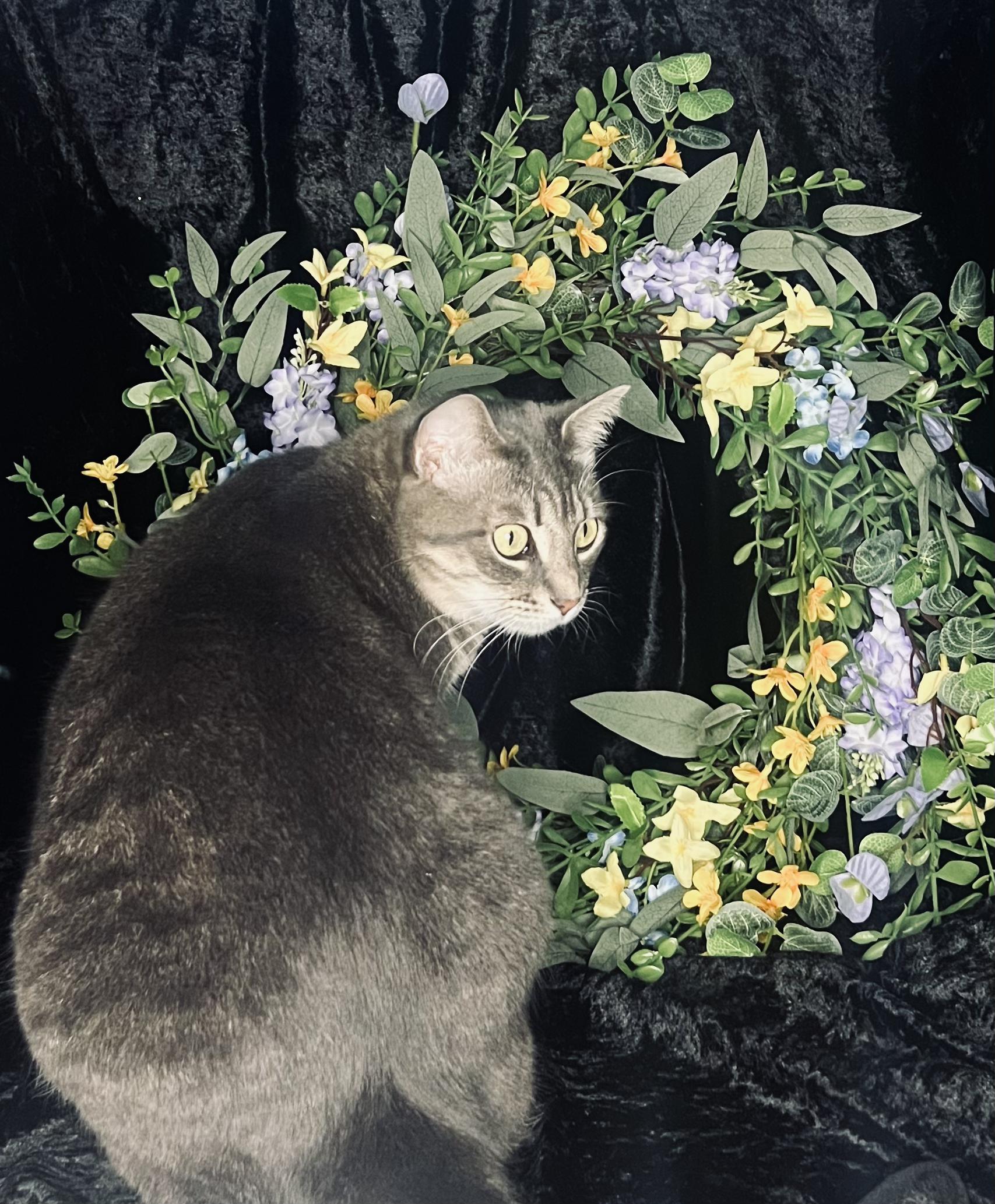 Enlarge LaRue, a Adopted mixed breed in Orlando, FL image 1/5