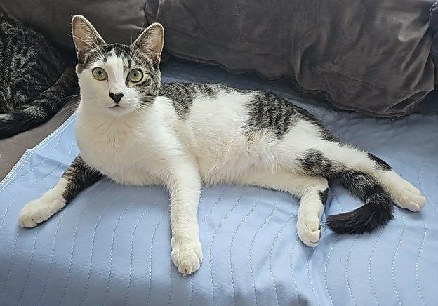 Enlarge Phantom, a ADOPTABLE Domestic Short Hair in Anchorage, AK image 1/1