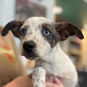 Chipper, Adoptable, Puppy Male Catahoula Leopard Dog & Mixed Breed.