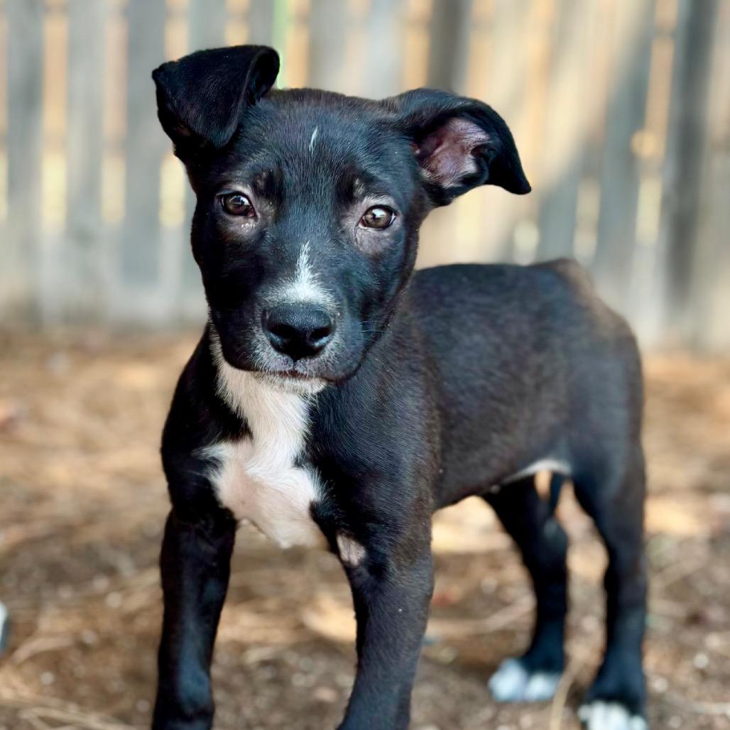 FWT Thea, Adoptable, Young Female Mixed Breed.