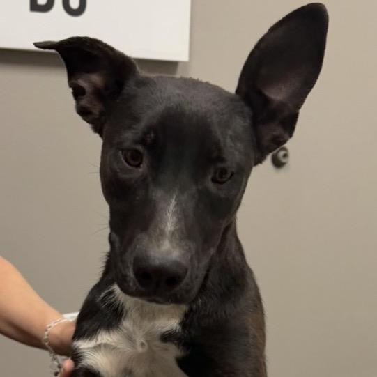 FWT Thea, a Adoptable Mixed Breed in Midland, TX image 2/4