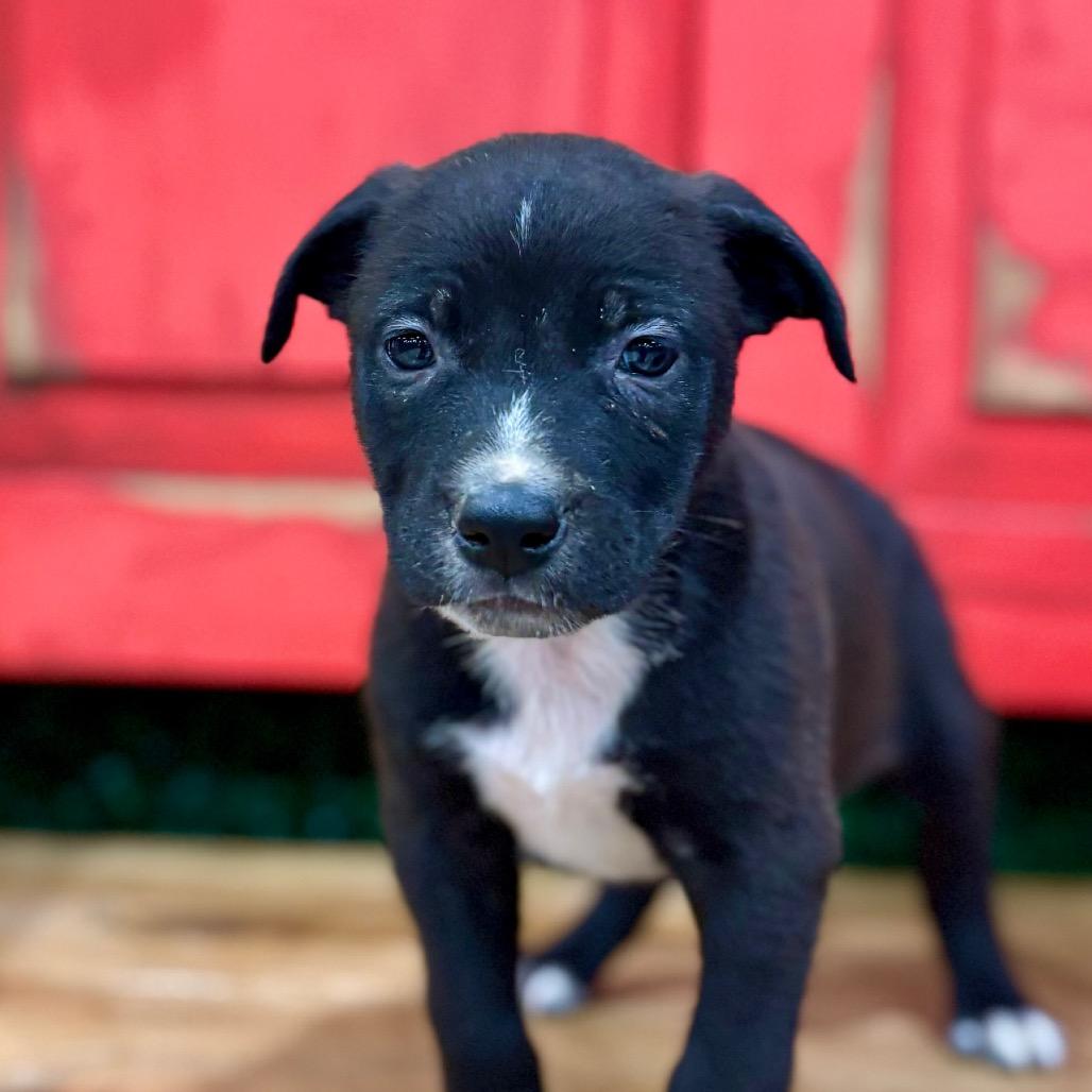 FWT Thea, a Adoptable Mixed Breed in Midland, TX image 3/4