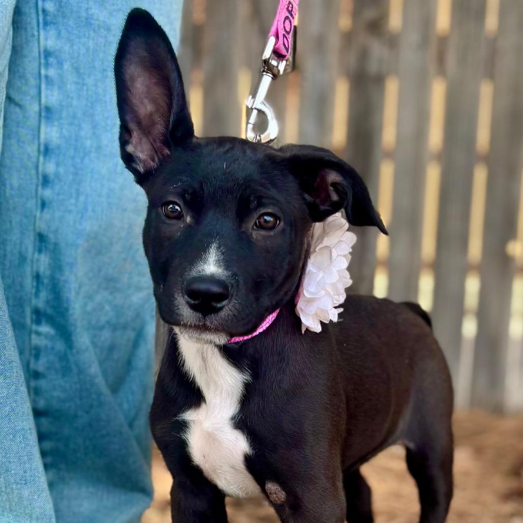 FWT Thea, a Adoptable Mixed Breed in Midland, TX image 4/4