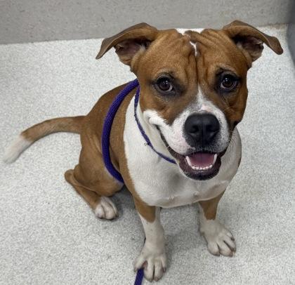 Omar, Adoptable, Adult Male Terrier & Boxer.