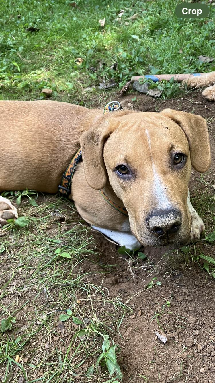 Buddy photo 7