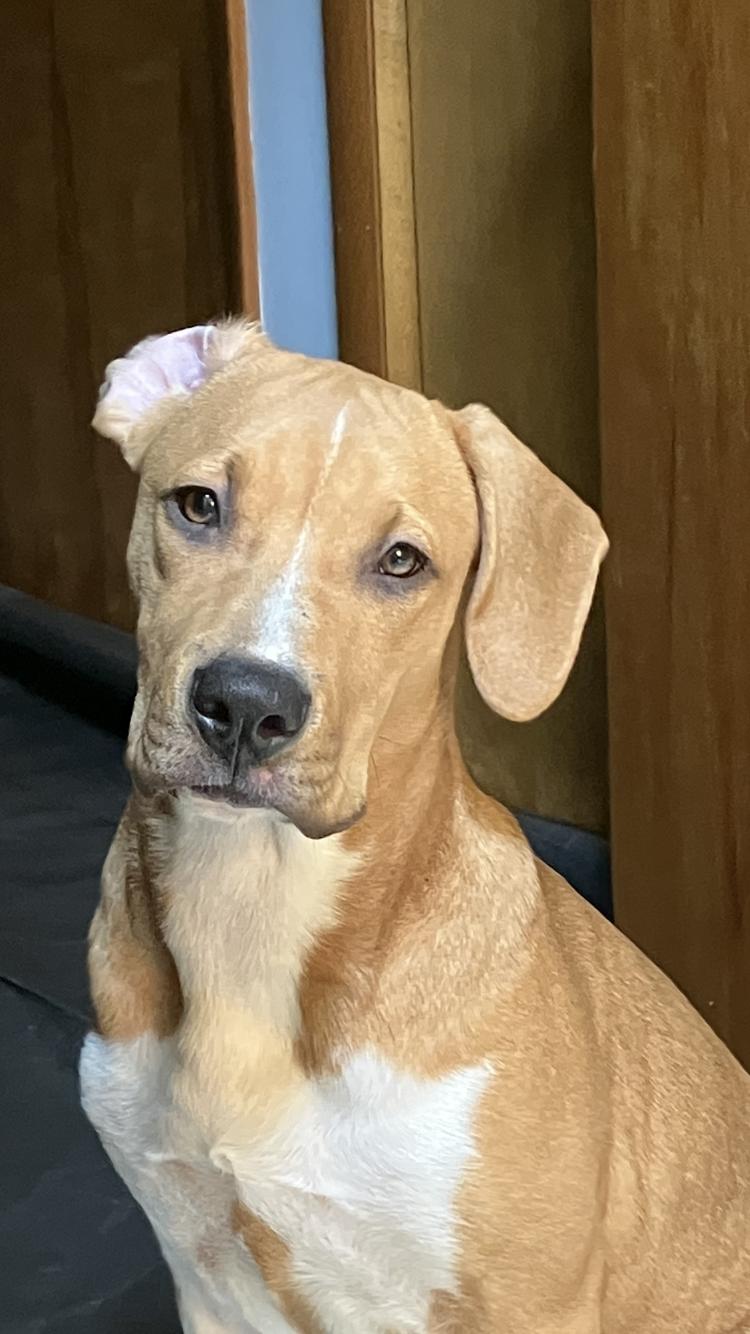 Buddy, Young Male Labrador Retriever