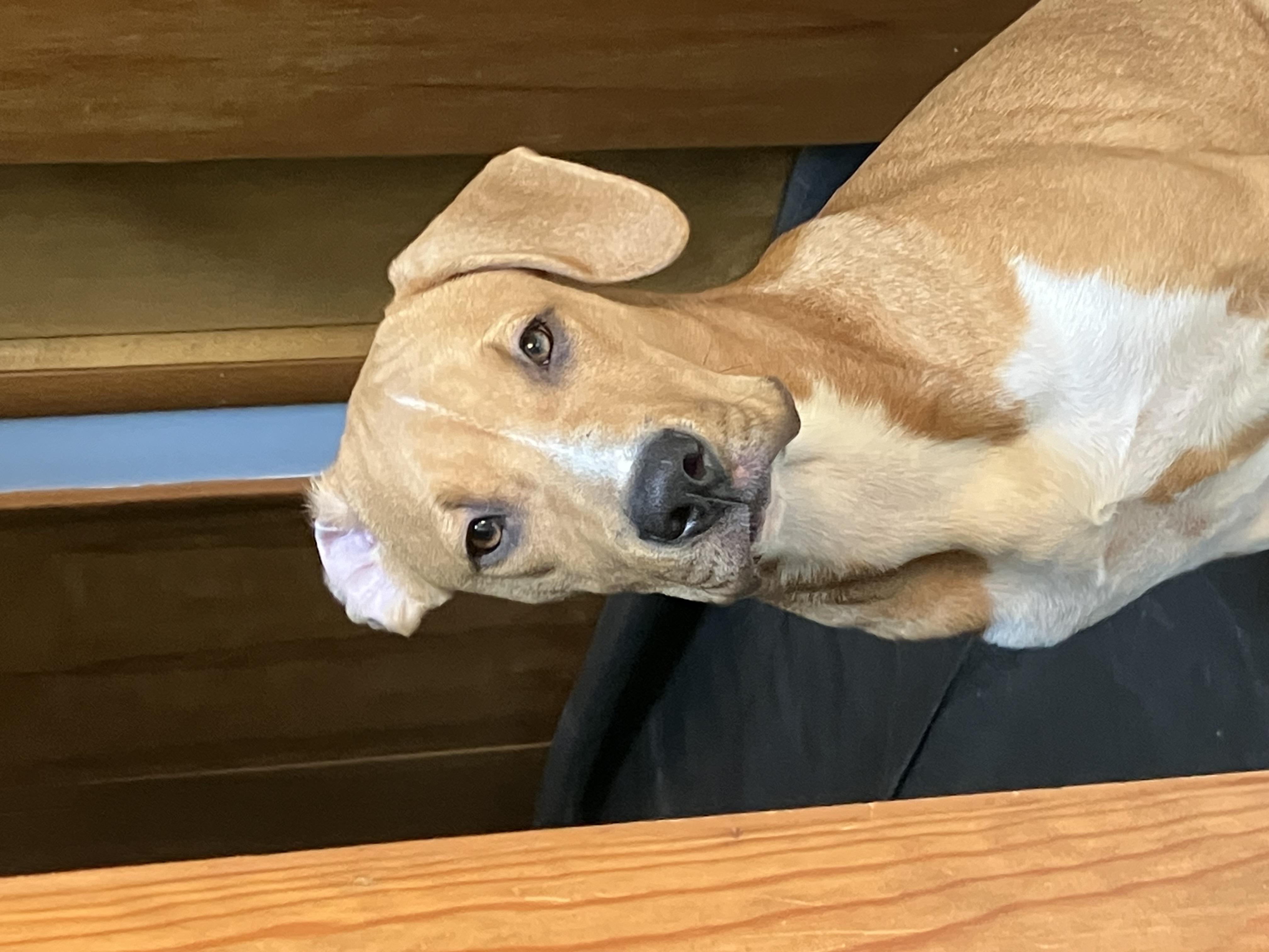 Buddy photo 3