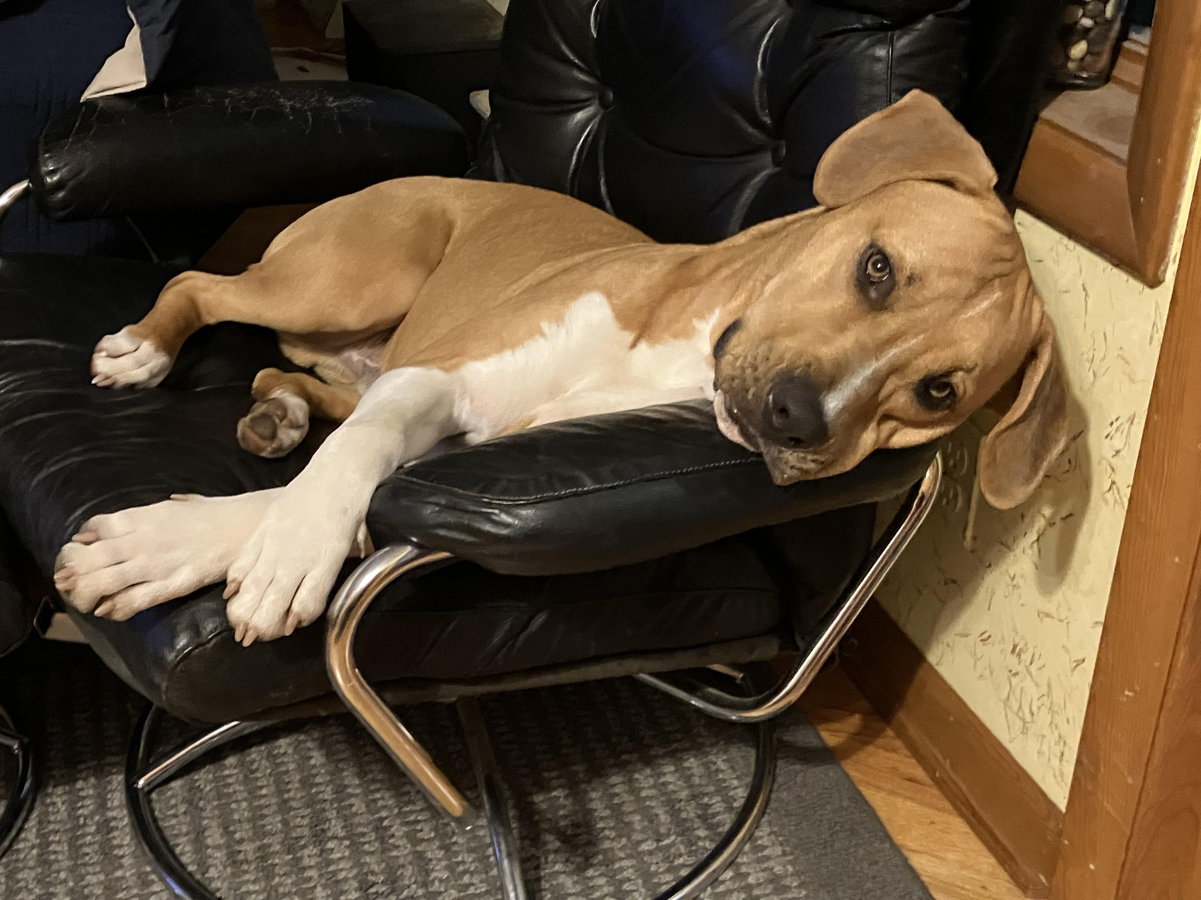Buddy photo 5