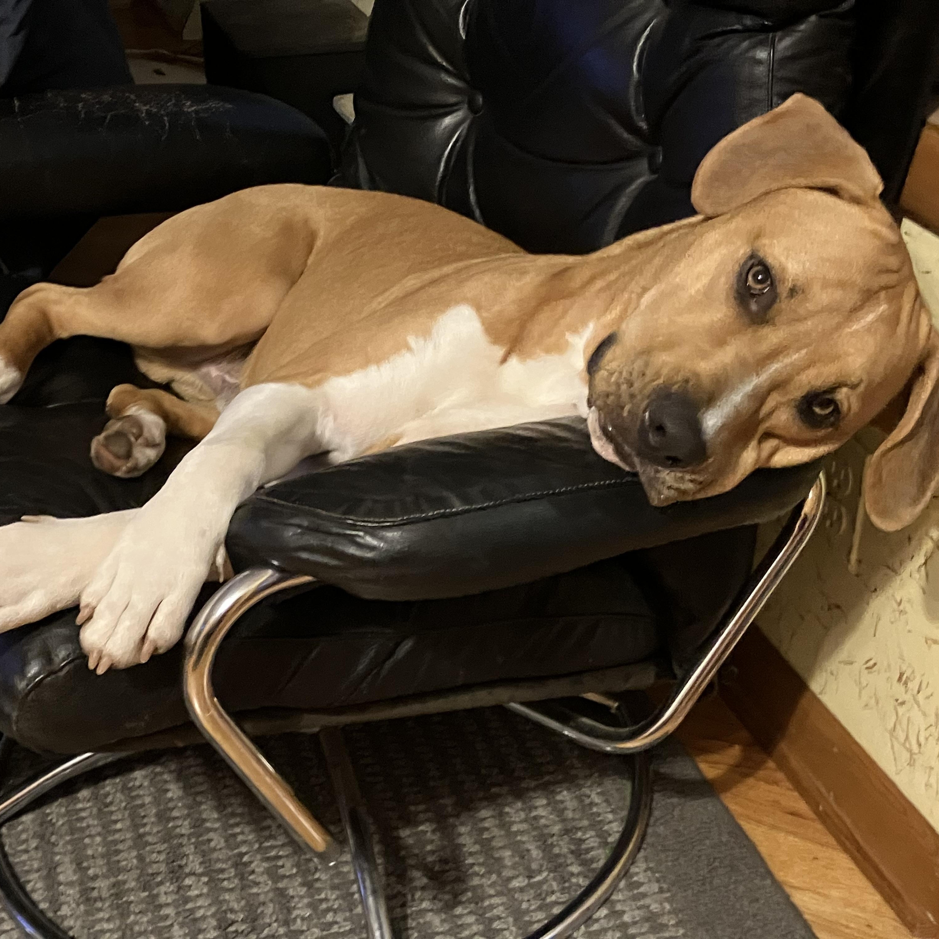 Enlarge Buddy, a Adoptable mixed breed in Atglen, PA image 2/6