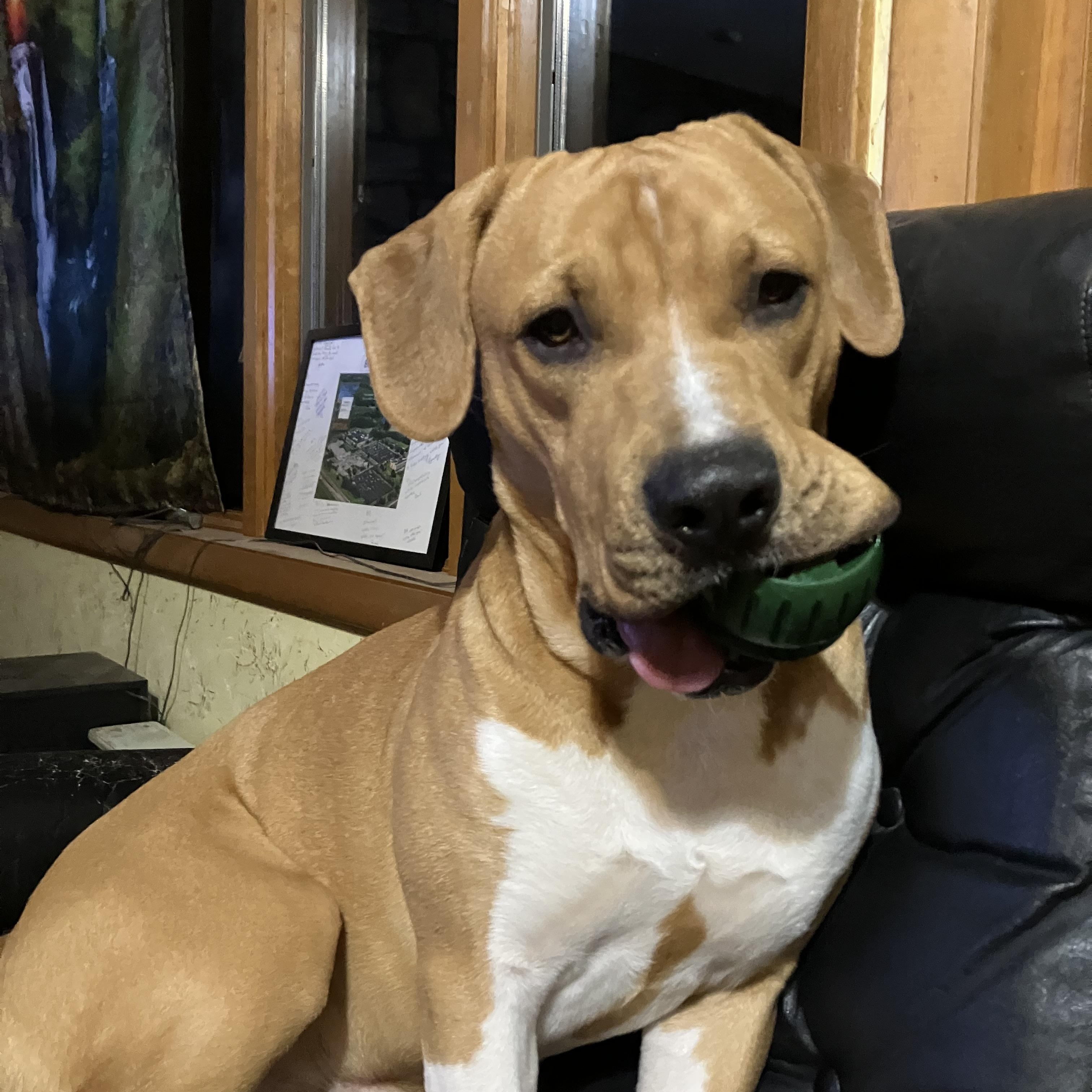 Enlarge Buddy, a Adoptable mixed breed in Atglen, PA image 6/6