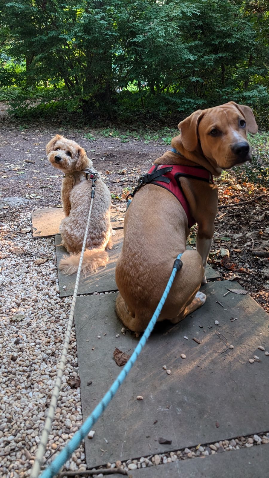 Enlarge Buddy, a Adoptable mixed breed in Atglen, PA image 3/6