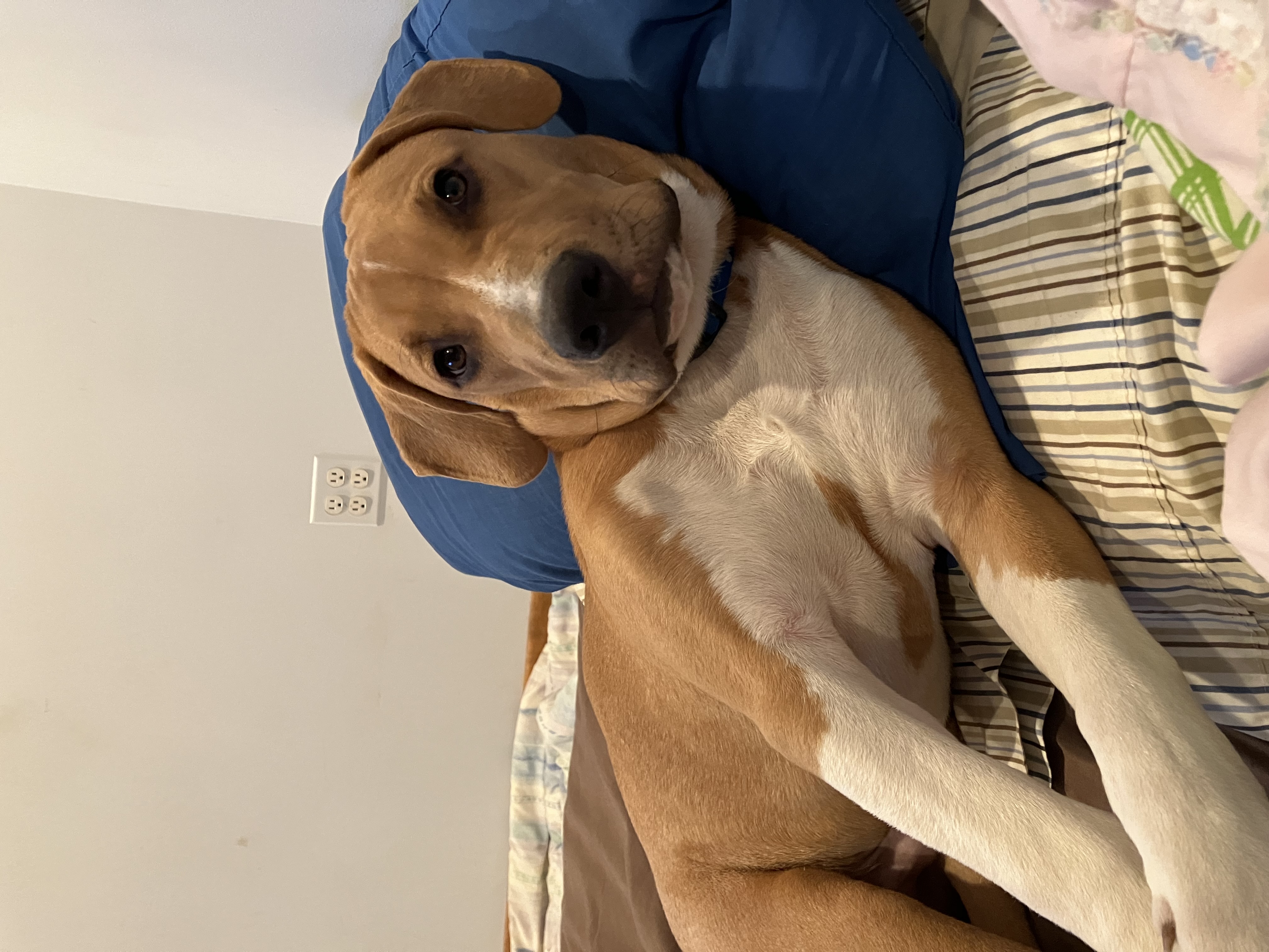 Buddy photo 9