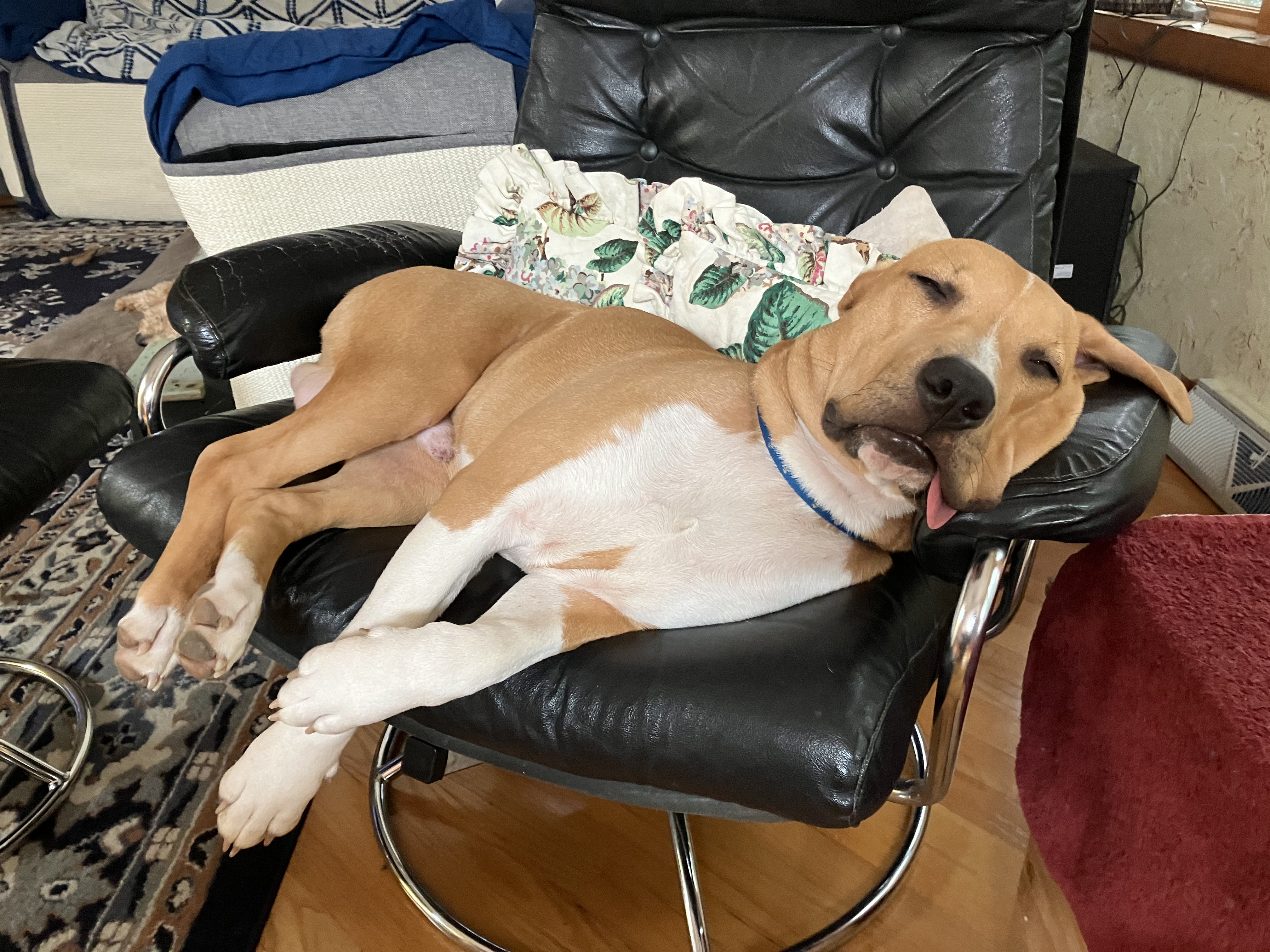 Enlarge Buddy, a Adoptable mixed breed in Atglen, PA image 4/6