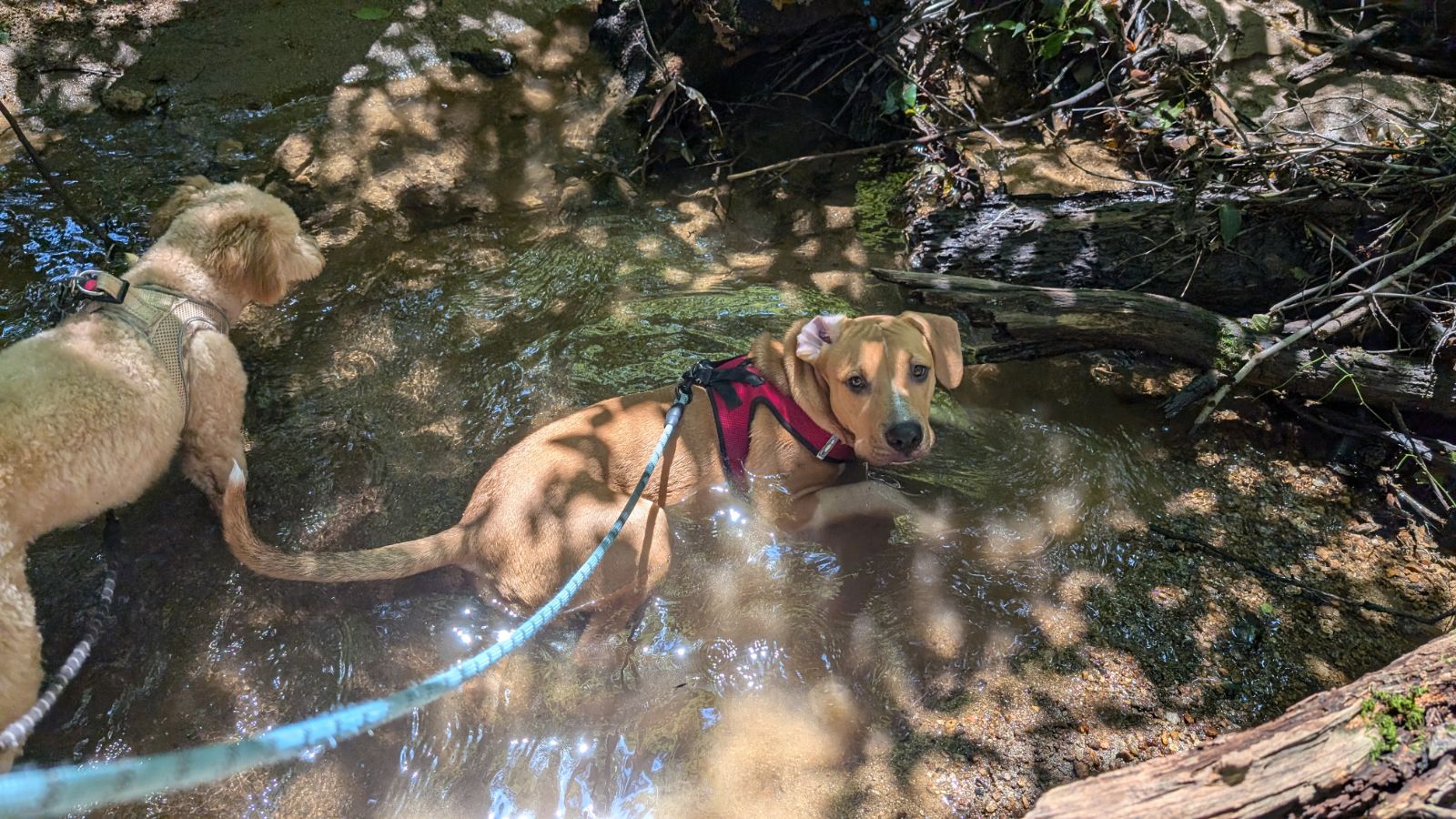 Enlarge Buddy, a Adoptable mixed breed in Atglen, PA image 5/6
