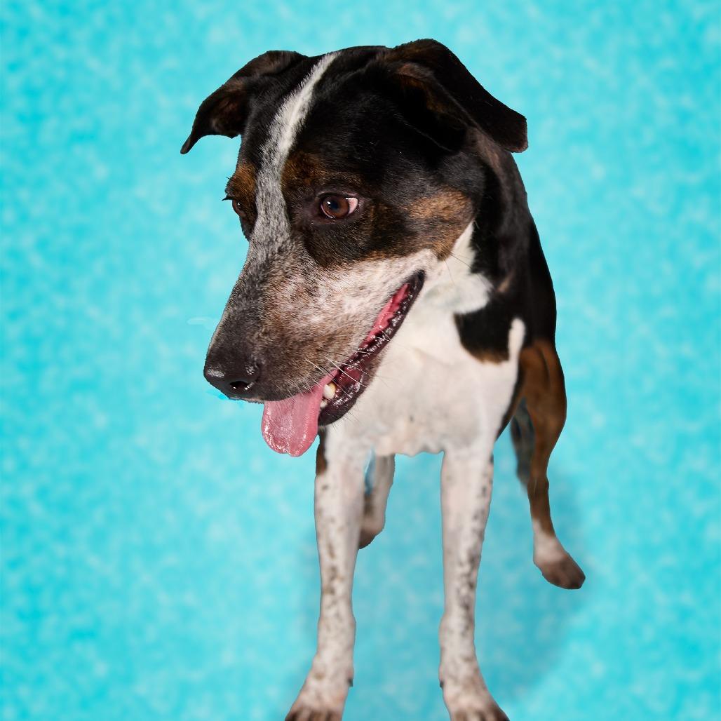 Nao, Adoptable, Adult Female Mixed Breed.