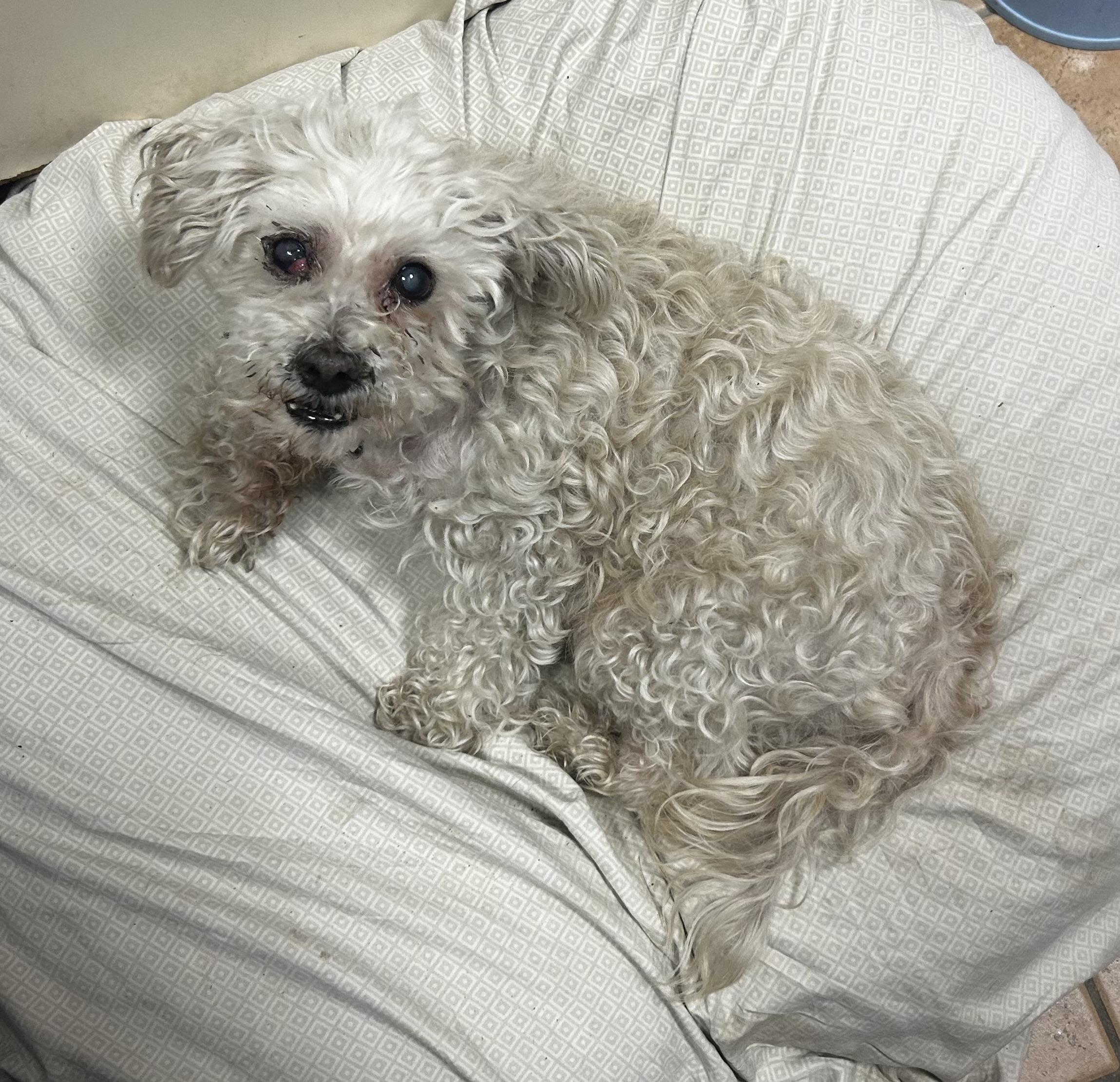 Enlarge Xavier, a ADOPTABLE mixed breed in Oak Ridge, NJ image 2/5