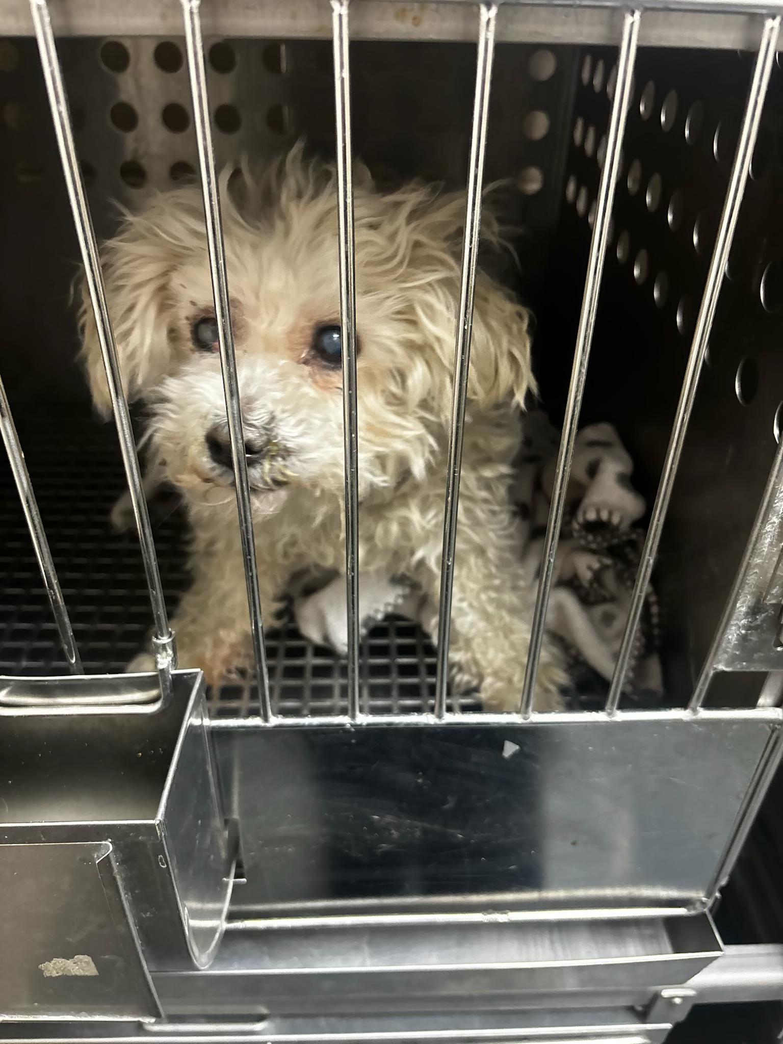 Enlarge Xavier, a ADOPTABLE mixed breed in Oak Ridge, NJ image 5/5