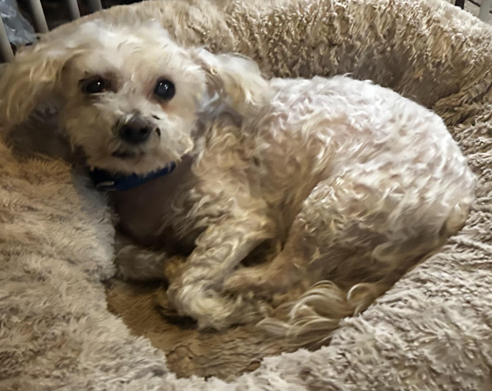 Enlarge Xavier, a ADOPTABLE mixed breed in Oak Ridge, NJ image 4/5