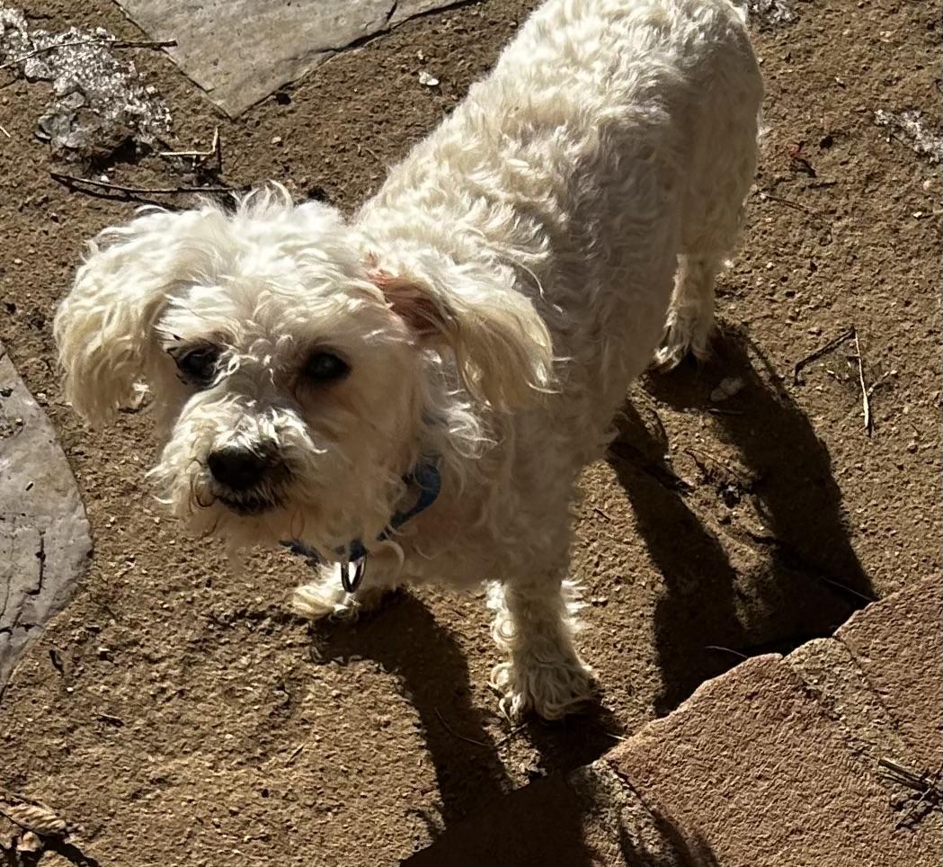 Enlarge Xavier, a ADOPTABLE mixed breed in Oak Ridge, NJ image 3/5