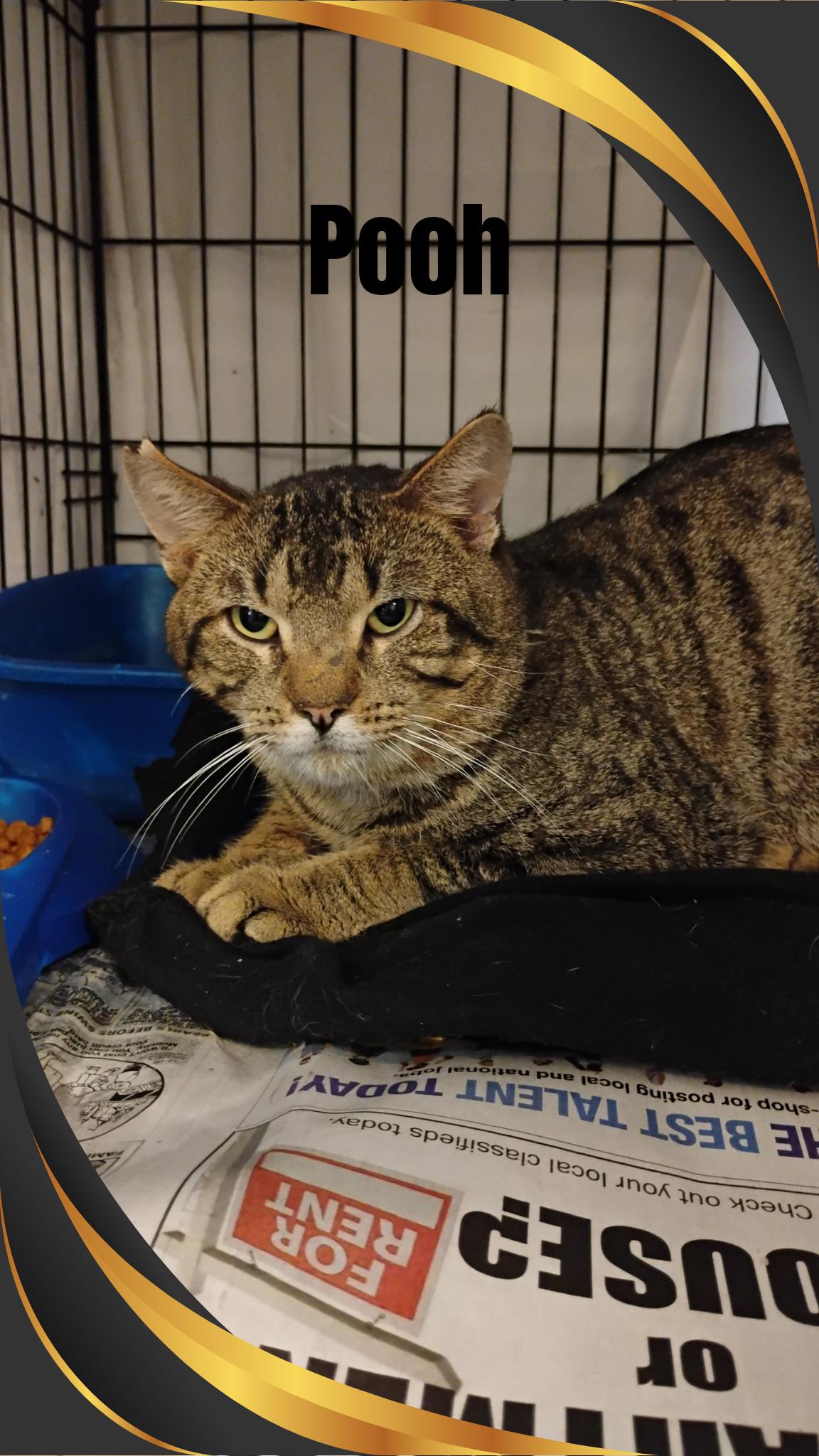 Enlarge Pooh, a Adoptable Tabby in Muncie, IN image 1/1