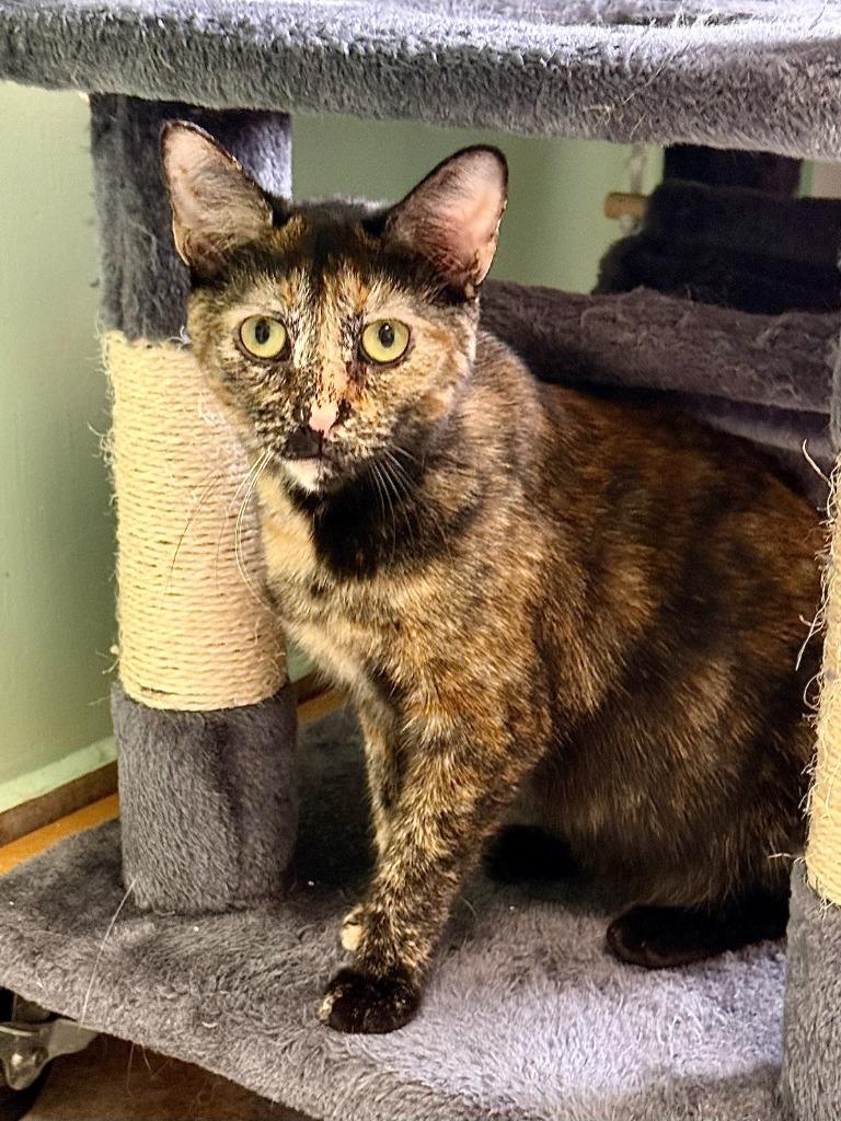 Enlarge Margo, a Adoptable mixed breed in Lunenburg, MA image 1/2