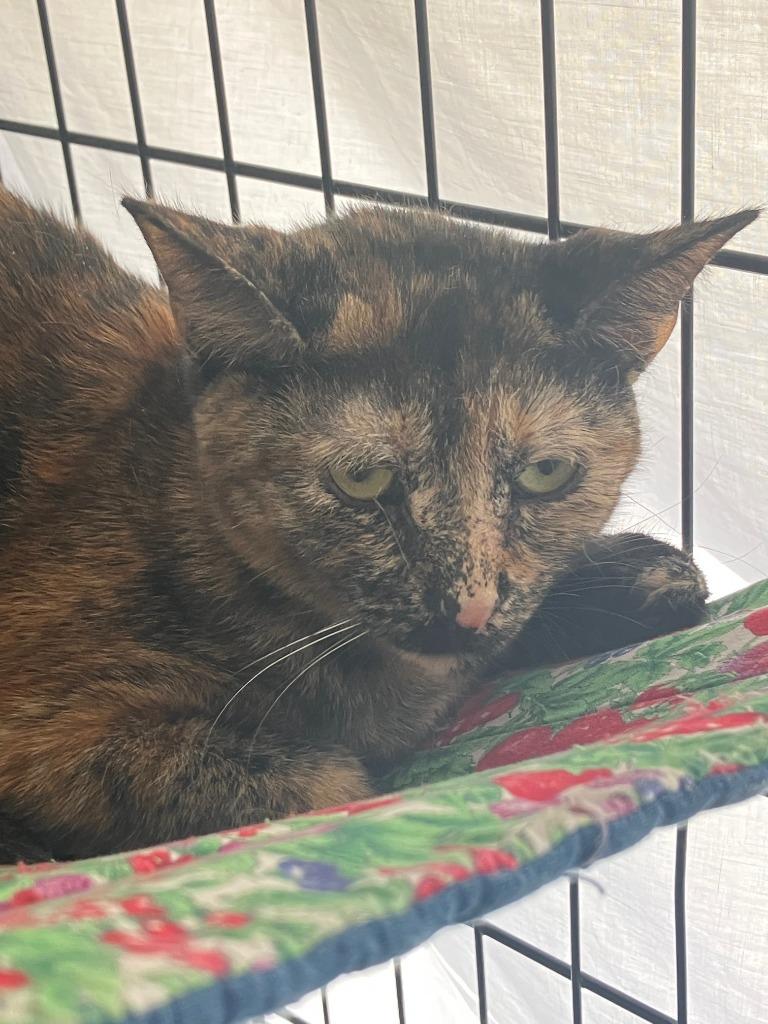 Margo, Adoptable, Young Female Domestic Short Hair.