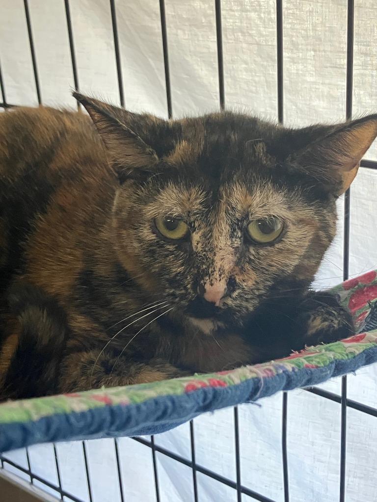 Enlarge Margo, a Adoptable mixed breed in Lunenburg, MA image 2/2