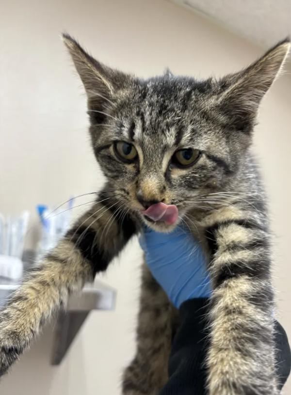 Enlarge Bundle, a Adoptable mixed breed in Sherwood, OR image 1/1