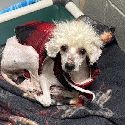 Couture, an adopted mixed breed in Sacramento, CA image 1/3