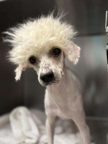 Couture, an adopted mixed breed in Sacramento, CA image 3/3