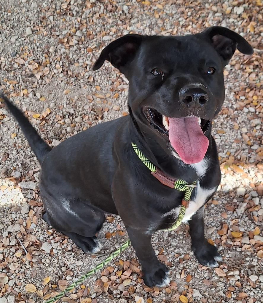 Enlarge Spencer, a Adoptable mixed breed in Lockhart, TX image 1/4