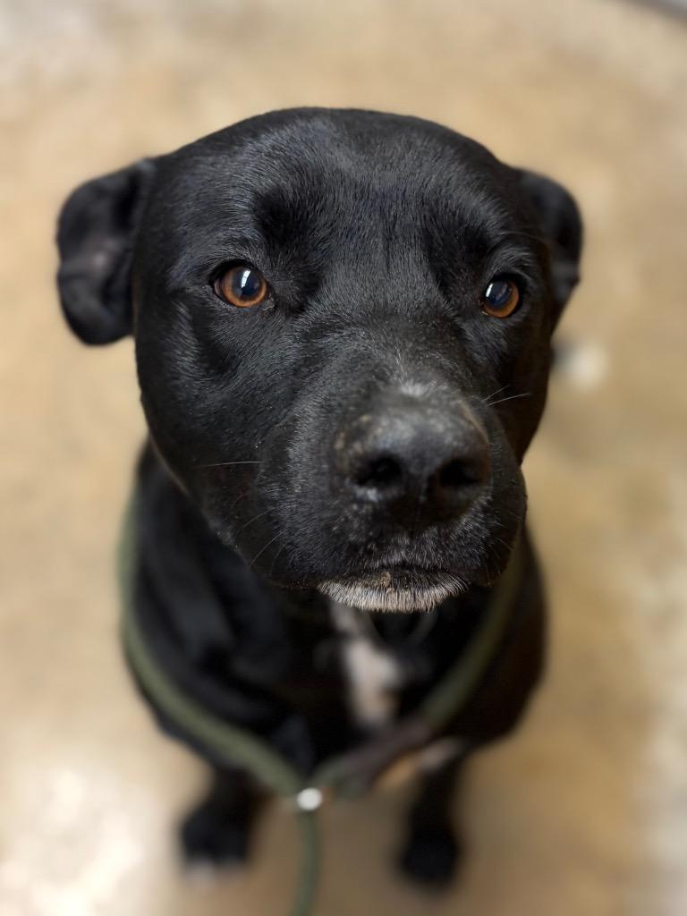 Enlarge Spencer, a Adoptable mixed breed in Lockhart, TX image 1/1