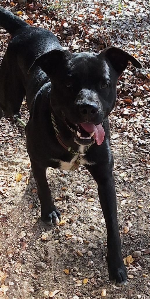 Enlarge Spencer, a Adoptable mixed breed in Lockhart, TX image 3/4