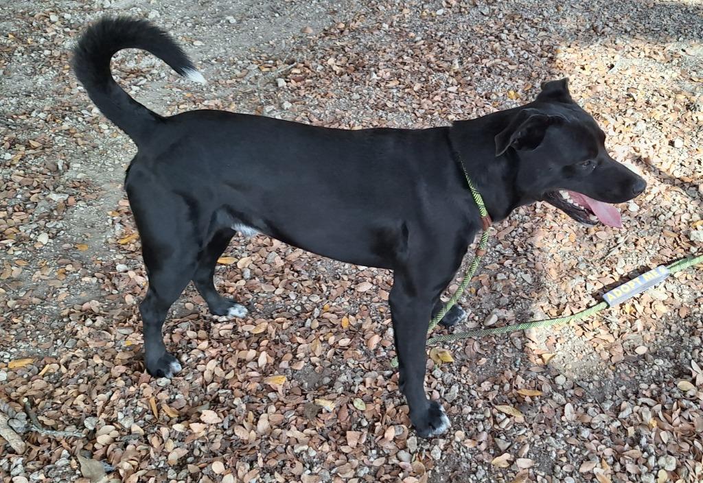 Enlarge Spencer, a Adoptable mixed breed in Lockhart, TX image 4/4