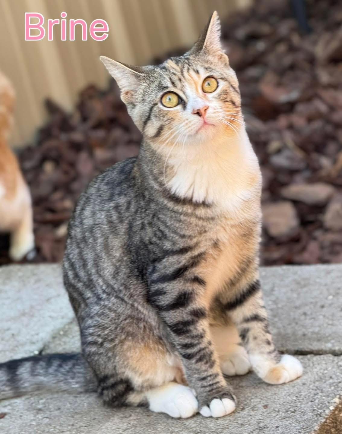 Enlarge Brine, a Adoptable Domestic Short Hair in Indianapolis, IN image 1/1