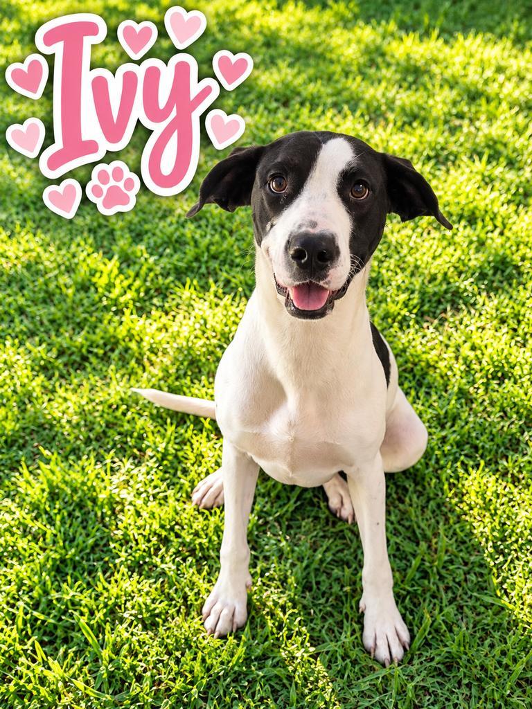 Ivy, Adoptable, Young Female Great Dane & Affenpinscher.