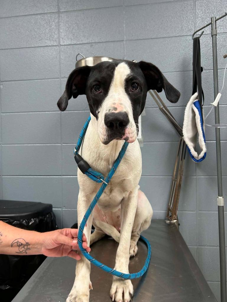 Enlarge Ivy, a Adoptable mixed breed in Livingston, LA image 2/2