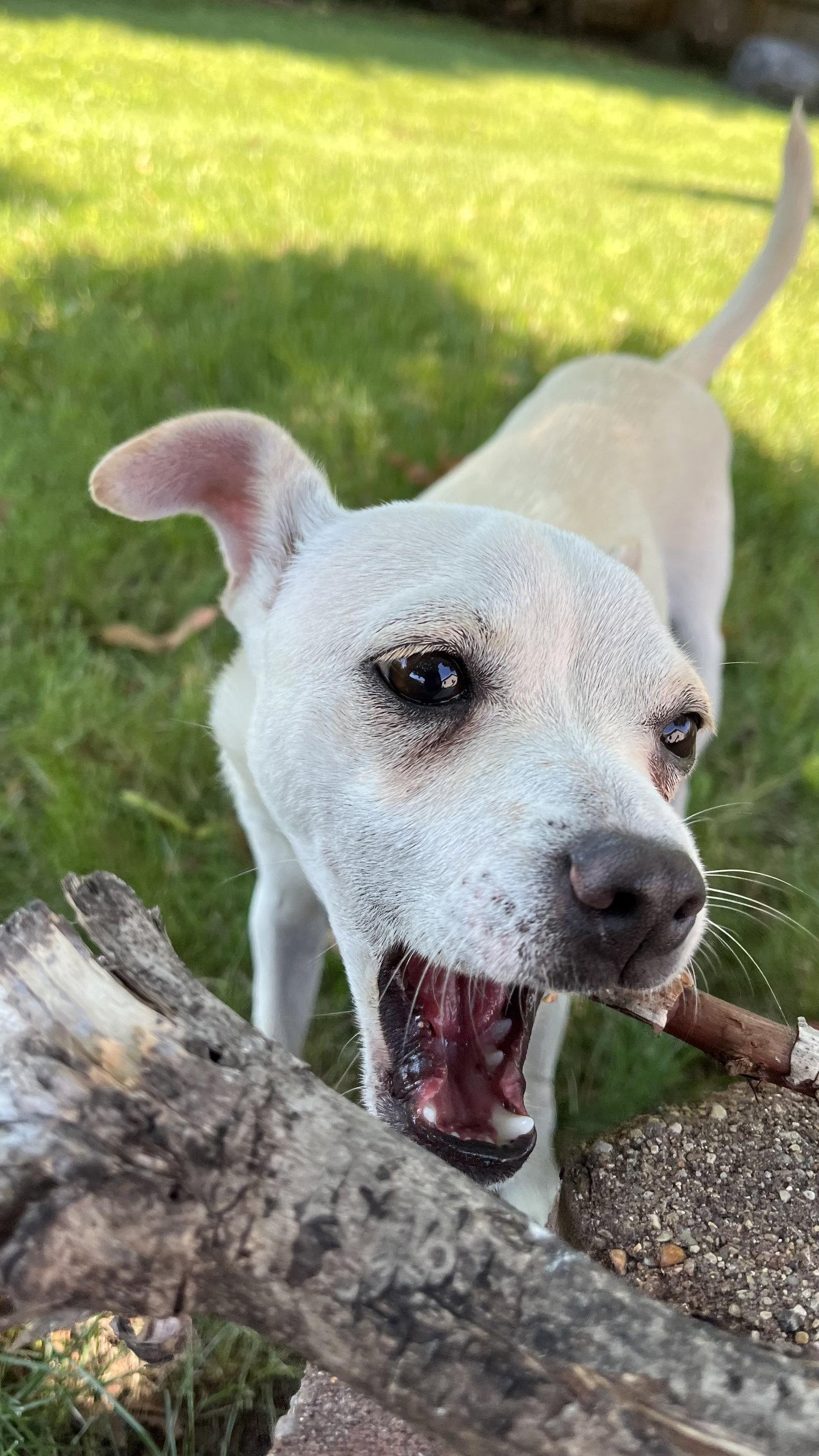 Bud, a Adoptable Chihuahua in New London, WI image 2/3