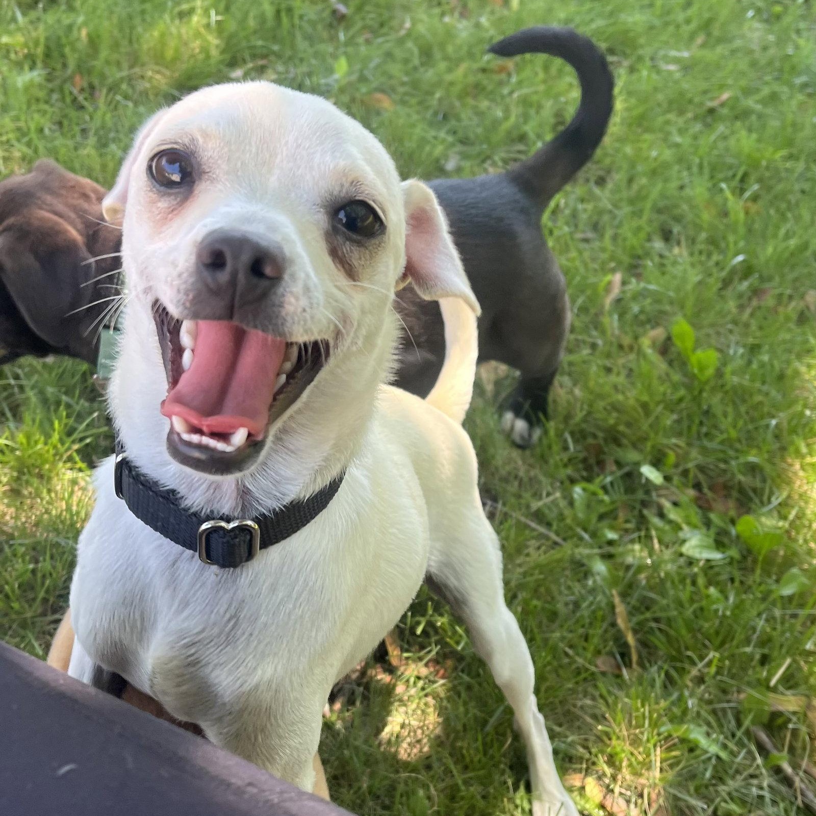 Bud, Adoptable, Young Male Chihuahua.
