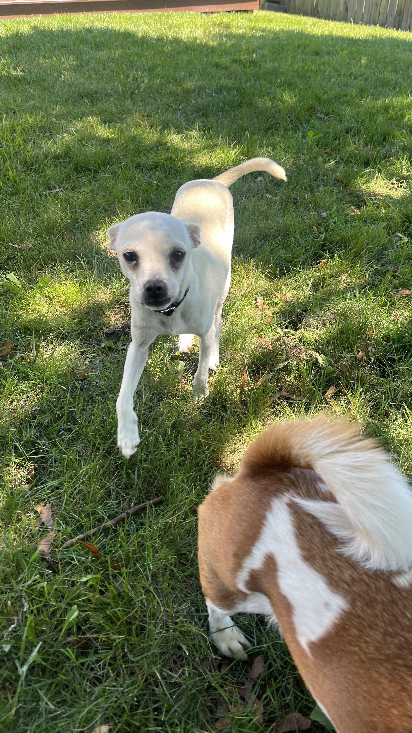 Bud, a Adoptable Chihuahua in New London, WI image 3/3